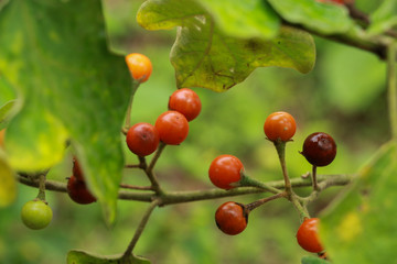 Turkey berry at garden