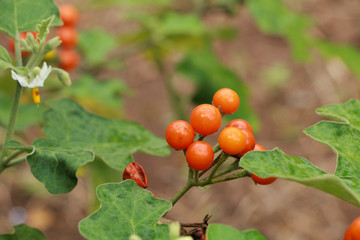 Turkey berry at garden
