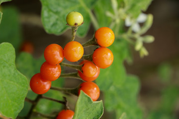 Turkey berry at garden
