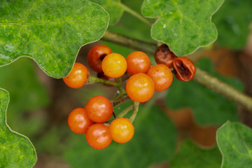 Turkey berry at garden