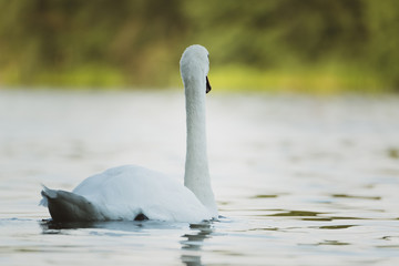 Fototapeta premium Weisser Schwan auf dm sommerlichen See