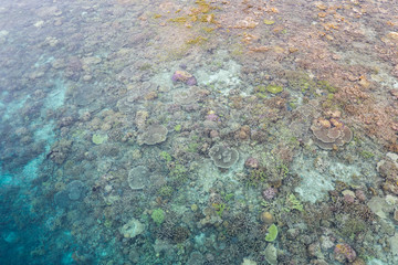 Aerial View of Healthy Coral Reef in Raja Ampat