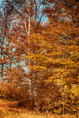 Beautiful autumn trees in the colorful forest