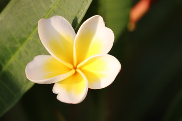 Obraz na płótnie Canvas frangipani flower on a background