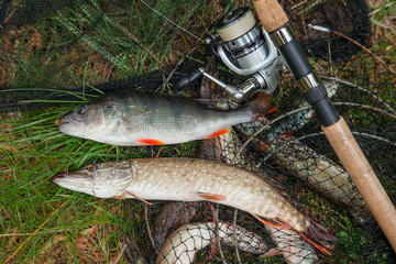 Big freshwater perch and pike fish on landing net with fishery catch in it and fishing rod with...
