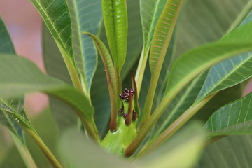 green leaves of plant