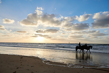 Fototapeta na wymiar Sea horses