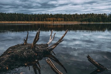 dead tree on the lake