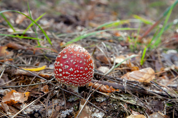 Amanita muscaria, commonly known as the fly agaric or fly amanita.