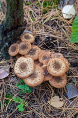 Large group of edible mushrooms from the Armillaria mellea growing on a wood stump in autumn forest..