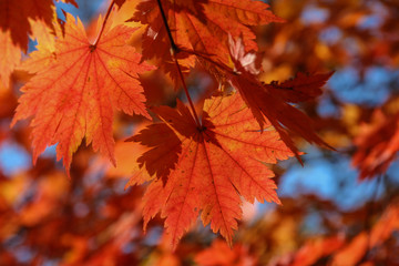 maple leaves in autumn