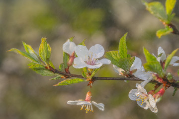 flowers of a tree