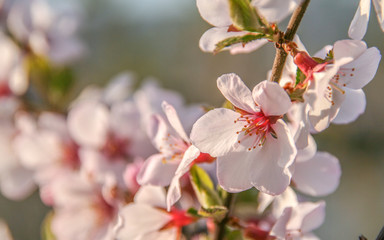 Fototapeta na wymiar flowers of cherry tree