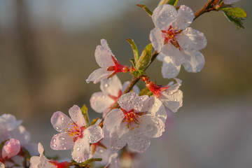 cherry blossom