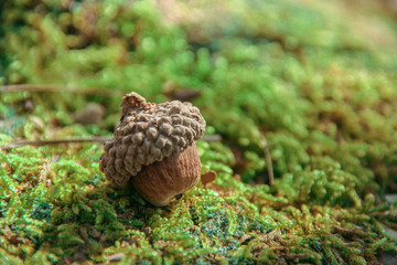 Acorn in the forest
