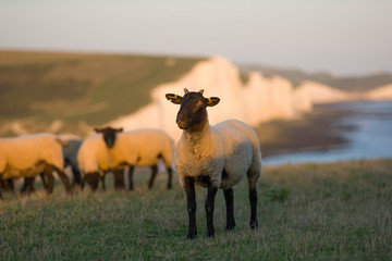 Sheeps in the Seven sisters country park