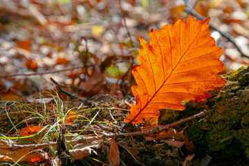 autumn leaves