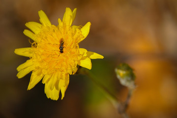 yellow flower