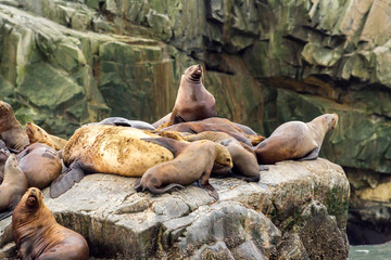 Obraz premium Colony of sea lions (Eumetopias jubatus) on the rock, Russia, Kamchatka, nearby Cape Kekurny, Russian bay