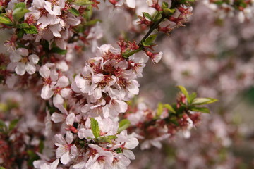 blooming cherry tree in spring