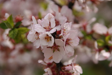 flowers of a tree