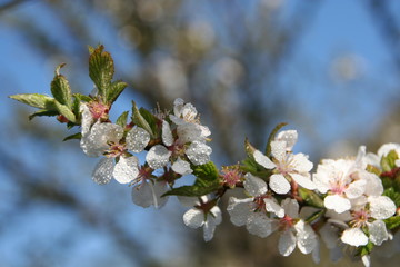 spring cherry blossom
