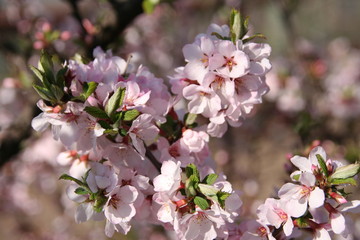 blooming cherry tree in spring