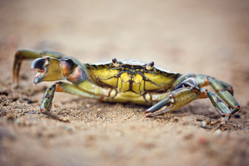 Crab