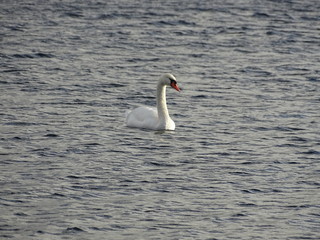 swan on lake