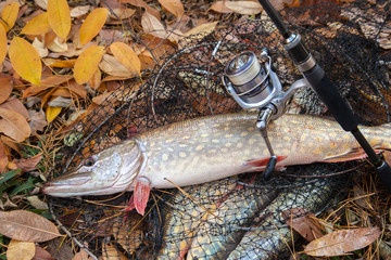 Freshwater pike fish. Freshwater pike fish lies on landing net with fishery catch in it and fishing...