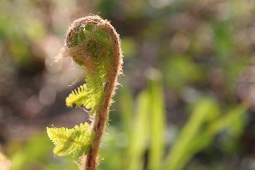 fern in forest
