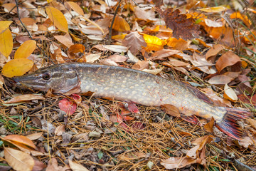 Freshwater pike fish. Freshwater pike fish on yellow leaves at autumn time..
