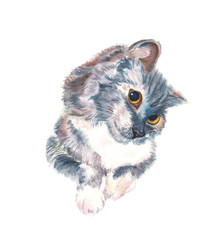 Cat gray and fluffy watercolor illustration. Portrait hand drawing sketch