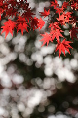 紅葉