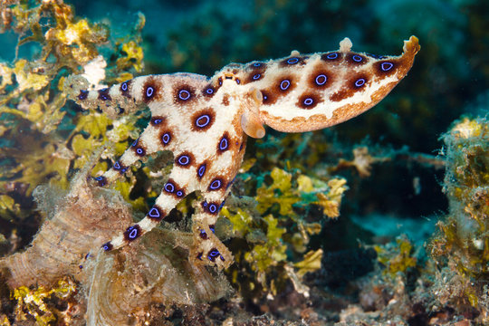 Greater blue-ringed octopus (Hapalochlaena lunulata) on a reeftop, Lembeh Strait, Indonesia