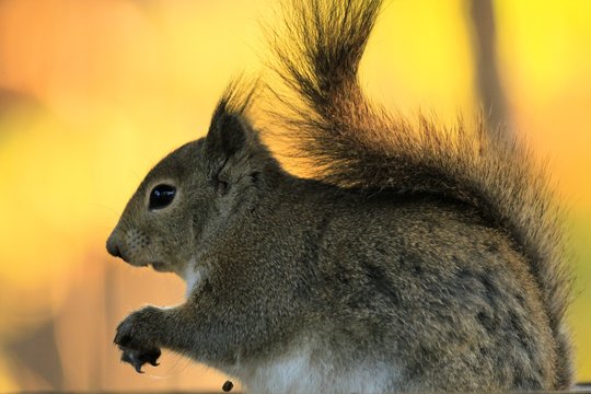 リスの小路 の写真 ロイヤリティフリーの画像 グラフィック ベクターおよびビデオ Adobe Stock