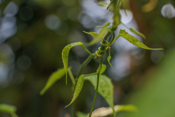 Laurel clockvine in garden