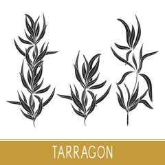 Tarragon. Set. Black silhouette on white background.