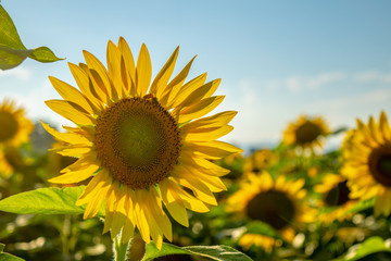 sunny sunflower field