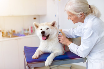 Female veterinarian examining a dog in her office