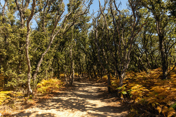 Sentier sablonneux dans le bois du Veillon à la pointe du Payré (Talmont-Saint-Hilaire, France)