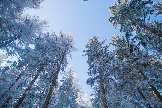 Fototapeta winter bottom view of the pines and sky