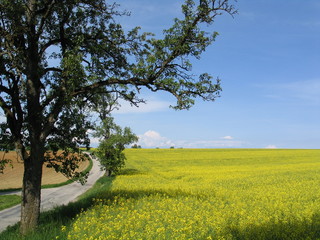 Schiedlberg - Austria