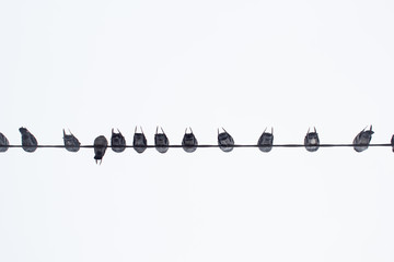 Pigeon birds, doves sitting on a wire, bottom view against the winter sky