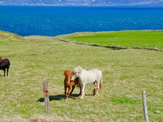 Cavalli d'Islanda