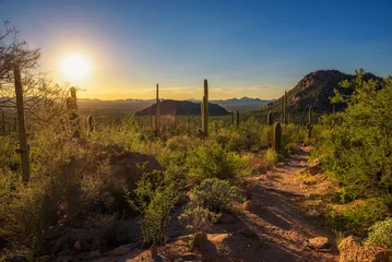 Tuinposter Sunset over hiking trail in Saguaro National Park in Arizona © Nick Fox