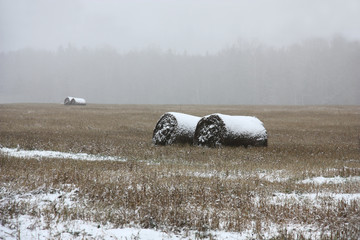 To not plowed up field, on bays of straw the first white snow laid down. The wood is in the...