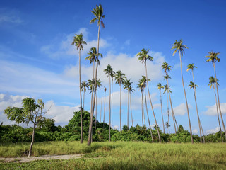 Fototapeta premium Stunning view of the island with the coconut tree and blu sky view.