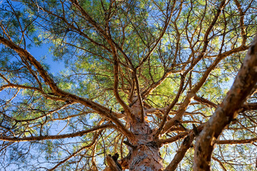 Crown of high pine growing in the steppe