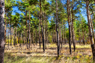 Small pine forest of pine trees with bare trunks